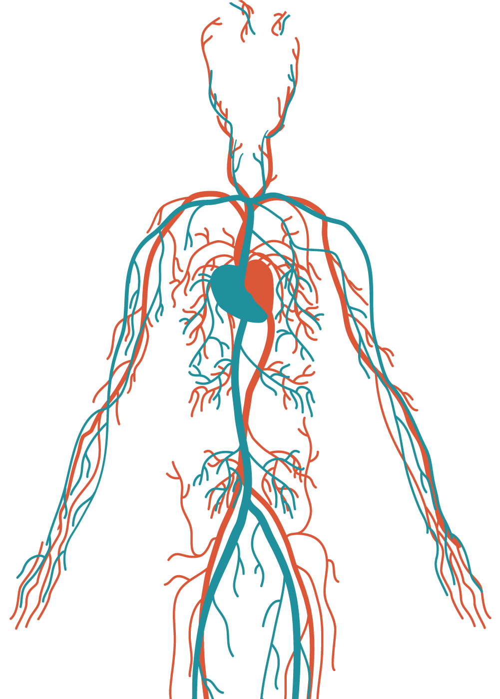 Circulation